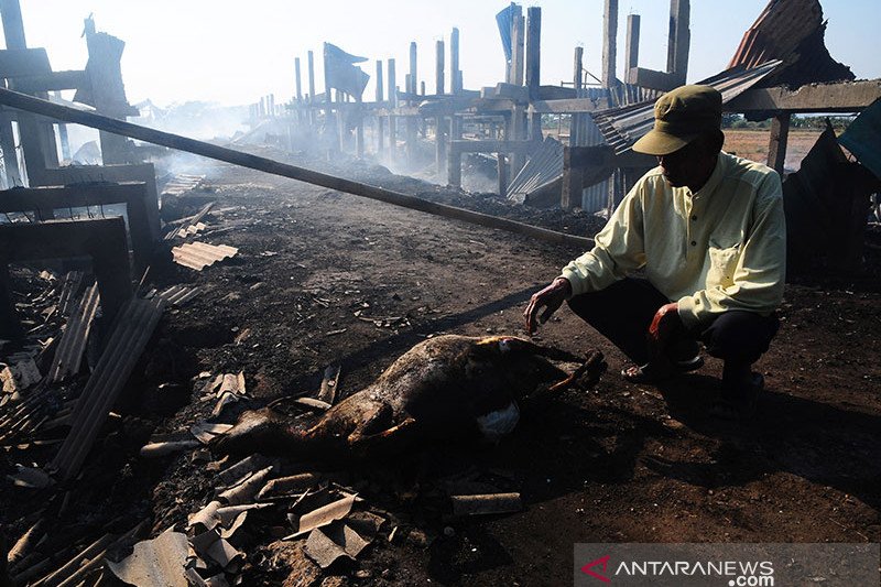 Kandang dilalap si jago merah, ratusan kambing mati terbakar