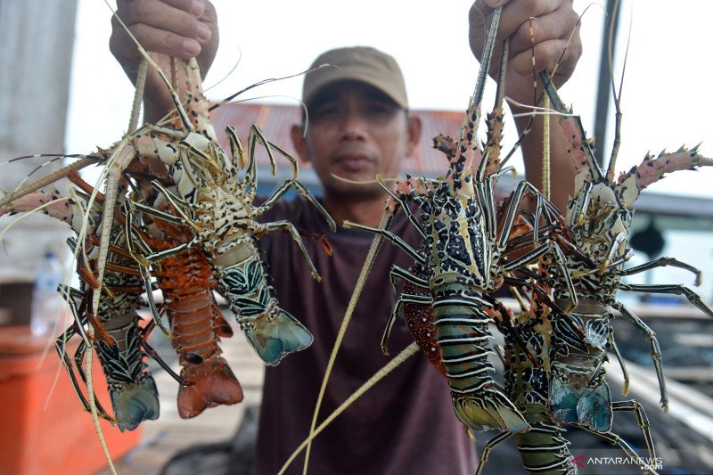 Dirjen Kkp Ungkap Pedoman Minimal Persyaratan Budidaya Lobster