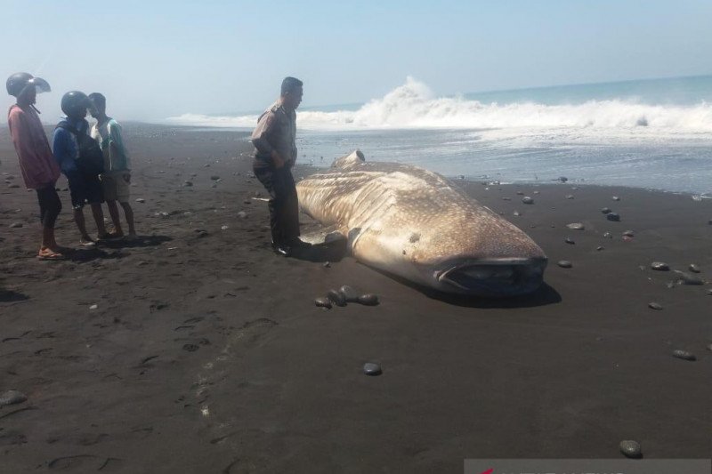 Seekor hiu paus berat 1 ton terdampar di Pantai