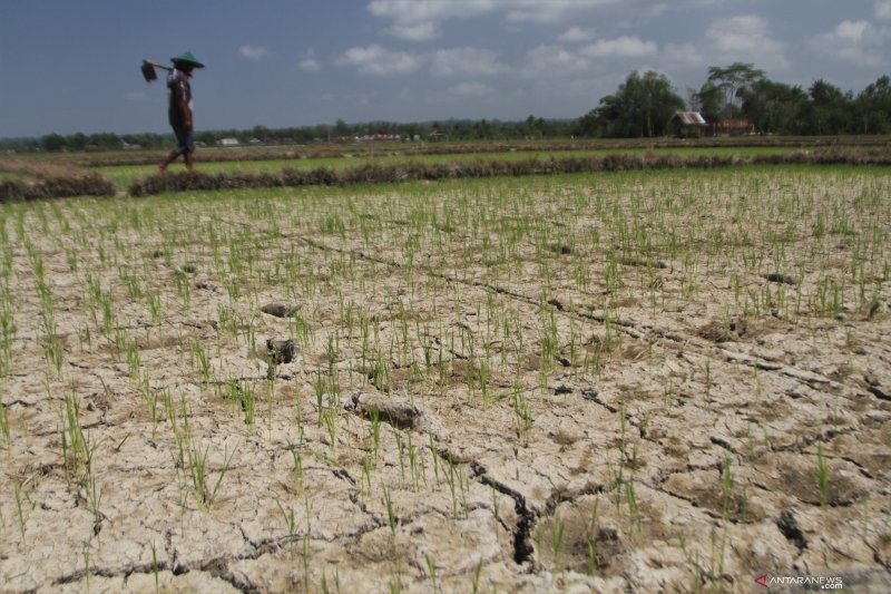 Rambangaru dilanda kekeringan meteorologis terpanjang