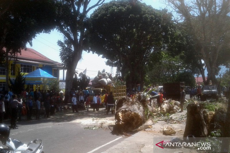 Angin kencang tumbangkan pohon pelindung, satu orang tewas tiga luka-luka