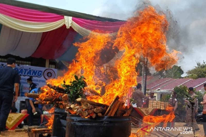 Tak miliki dokumen karantina tumbuhan, 208 bibit jeruk asal Kalimantan dimusnahkan