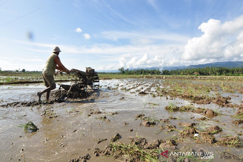 Pemkab Parimo siapkan 200 hektare untuk cetak sawah baru