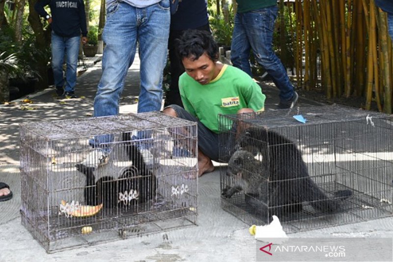 Diskrimsus Polda Sumsel tangkap penjual kera Owa Ungka