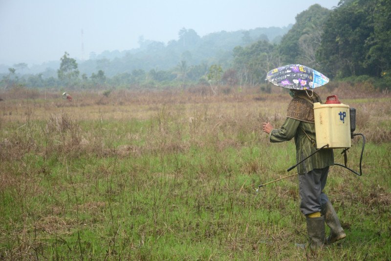 Petani Kaltara bantah bakar lahan