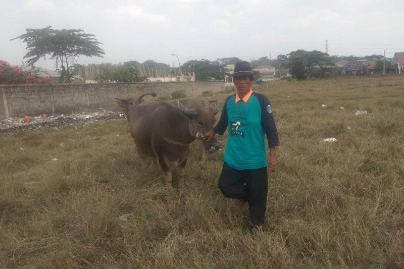 Pejantan kurang, penyebab populasi kerbau di Lebak turun