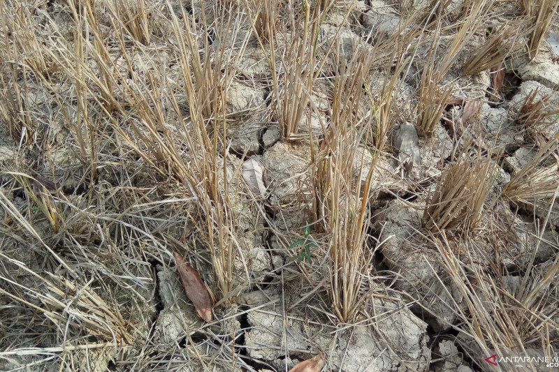 Ratusan hektare sawah di Tulangbawang Barat kekeringan