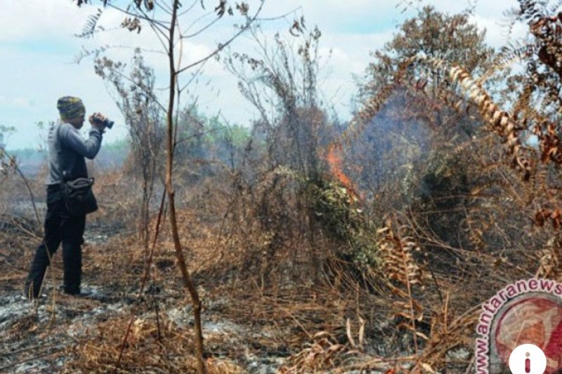 Peneliti: Perlu satu dekade lebih lihat hasil restorasi gambut