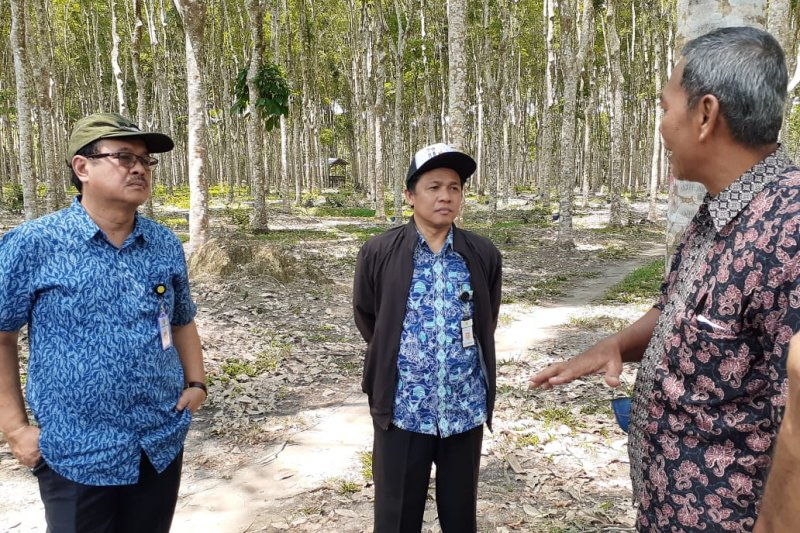 Kementan dorong peningkatan kualitas bibit karet
