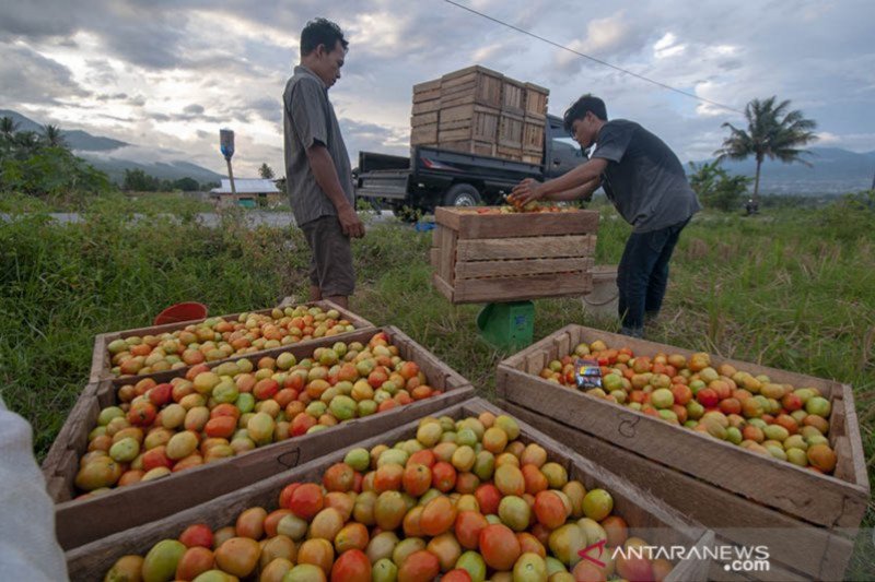 Sekdaprov: petani keluhkan harga tomat semakin terpuruk