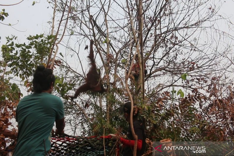 Bksda Kalbar Iar Indonesia Selamatkan Dua Orangutan Di