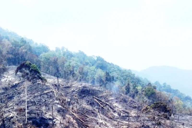 Dua hektare lahan perkebunan di Agam dibakar warga, ini awalnya