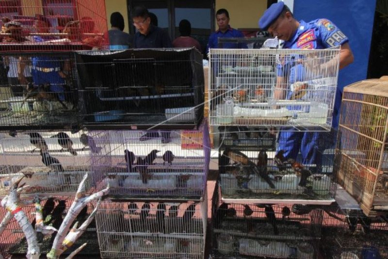 Penyelundupan Satwa Dilindungi Antara News Papua