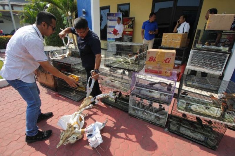 Kasus Penyelundupan Satwa Dilindungi Antara News Papua