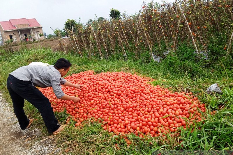 Harga anjlok, petani buang tomat