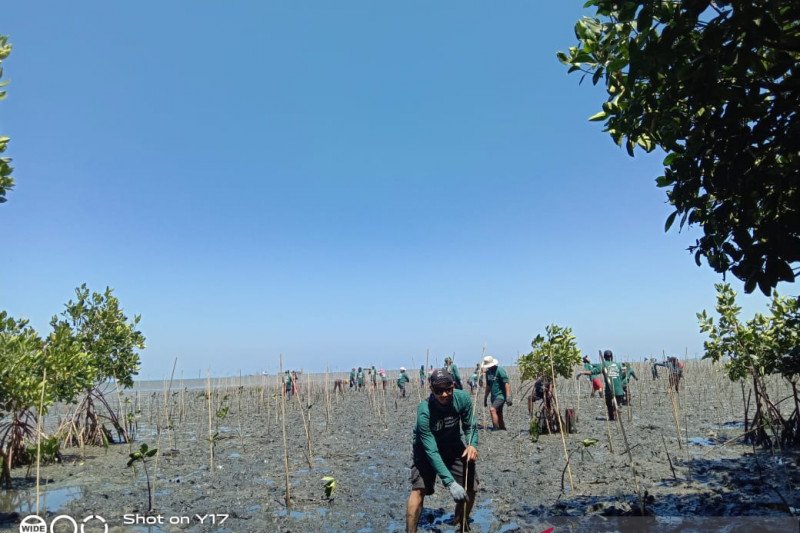 PT Mars tanam 1.000 bibit mangrove di Pangkep