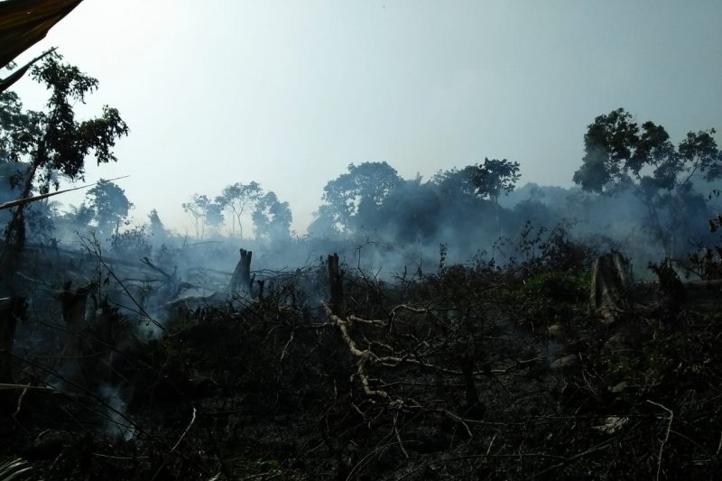 Kemarau, 1,5 hektare kebun kepala sawit warga di Agam terbakar