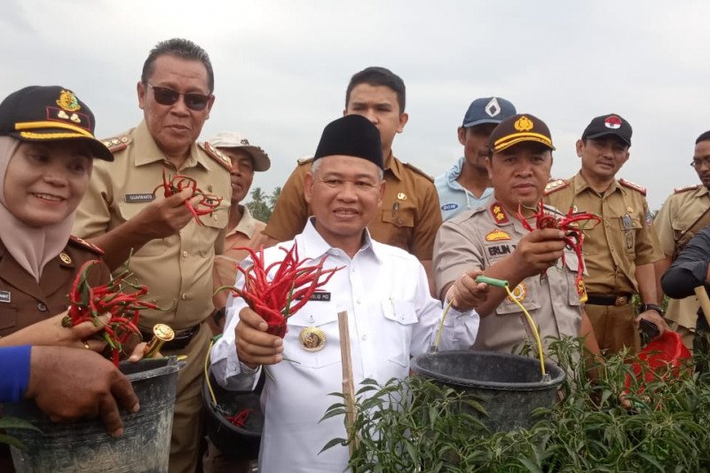 Bupati OKU Timur panen raya cabai
