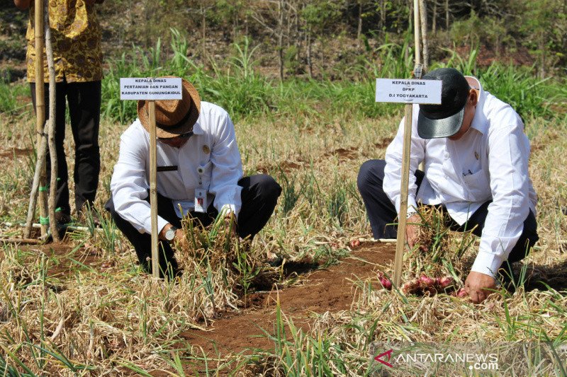 Petani Gunung Kidul panen bawang merah