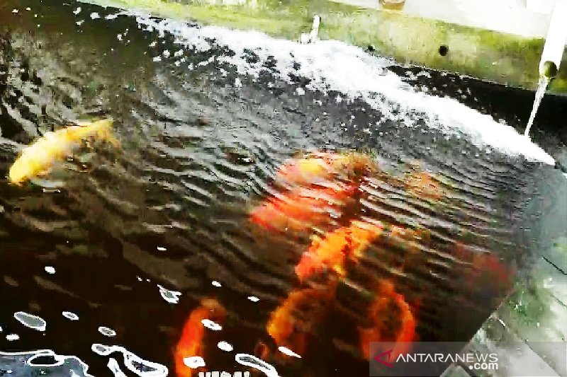 Kotim siapkan stasiun pengembangan ikan lokal