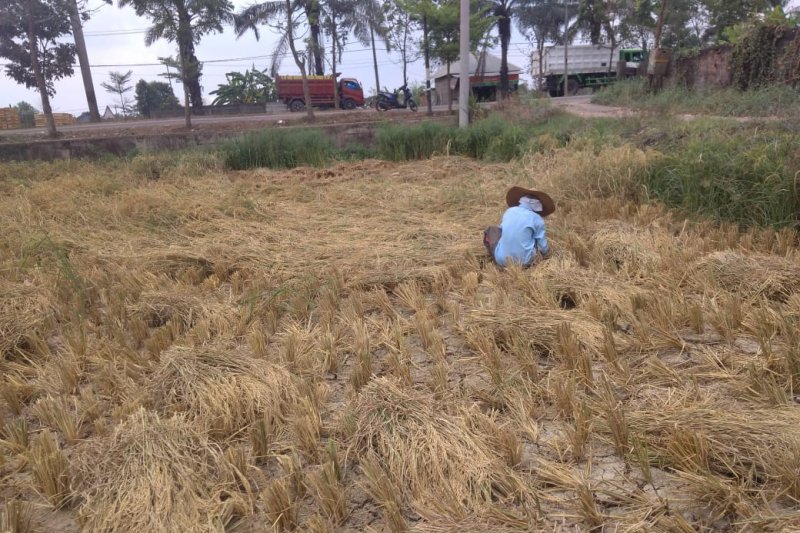 Palembang bersiap masuki musim tanam padi kedua