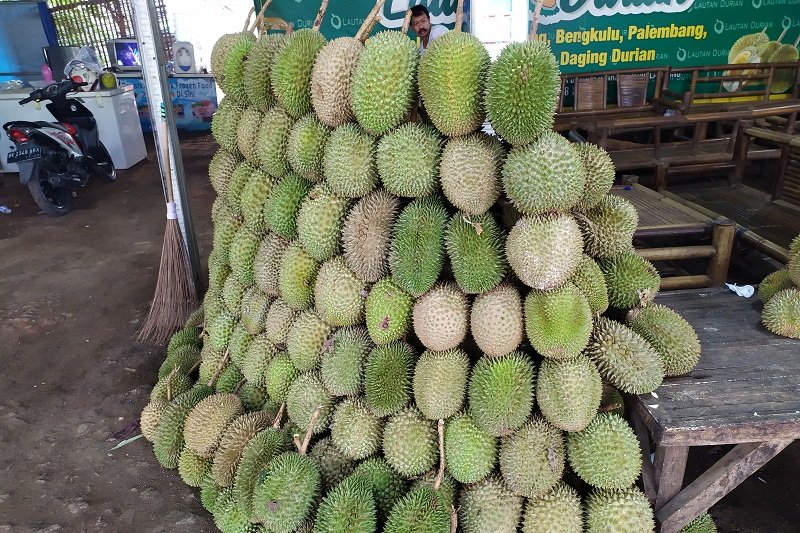 Durian asal Sumatera Barat marak dijual di Lampung