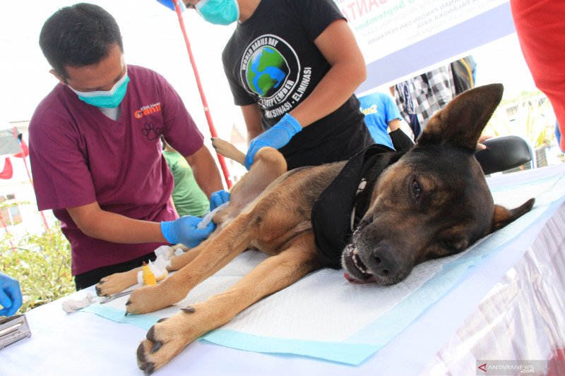 Anjing dan kucing dikebiri guna membatasi populasi