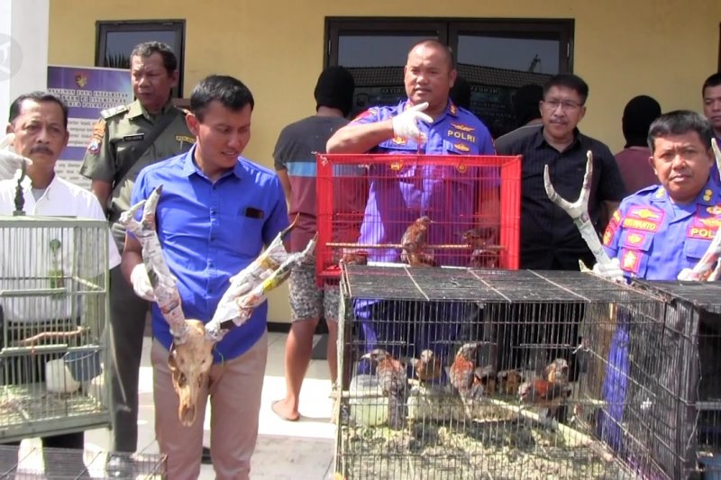 Polisi gagalkan penyelundupan ratusan satwa asal Papua