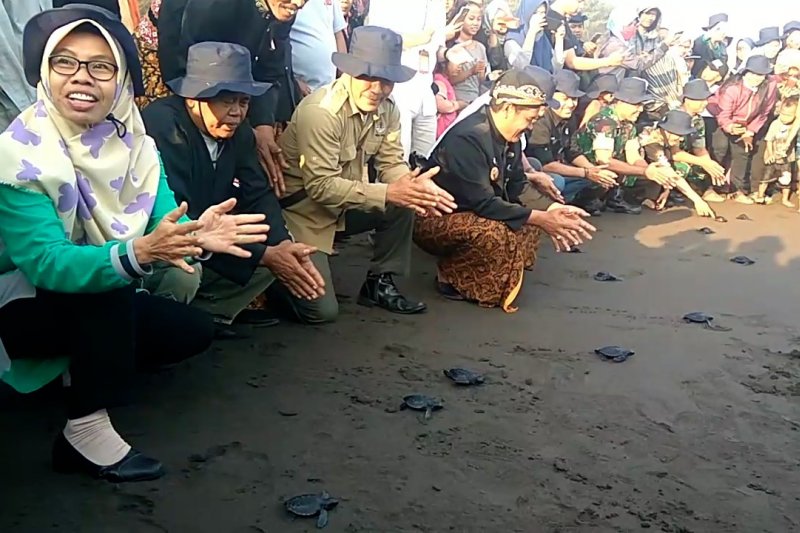 Puluhan tukik lekang dilepasliarkan di Pantai Sodong
