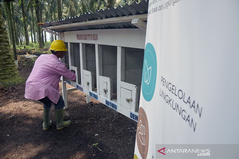 Burung Hantu Penjaga Kebun Kelapa Sawit