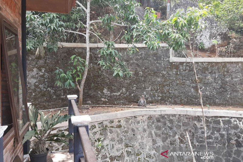 Kawanan monyet ekor panjang rusak ketela milik petani Gunung Kidul