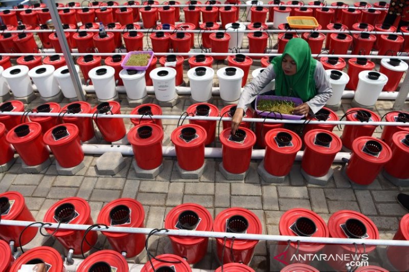 Budidaya hidroponik Pertamina