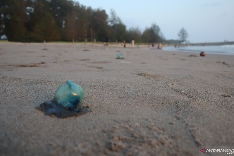 Sempat menyengat nelayan, TDC kumpulkan 50 ubur-ubur beracun di sepanjang pantai Pariaman