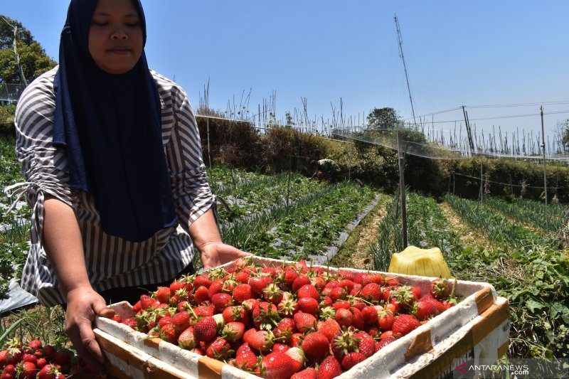 Panen buah strawberry