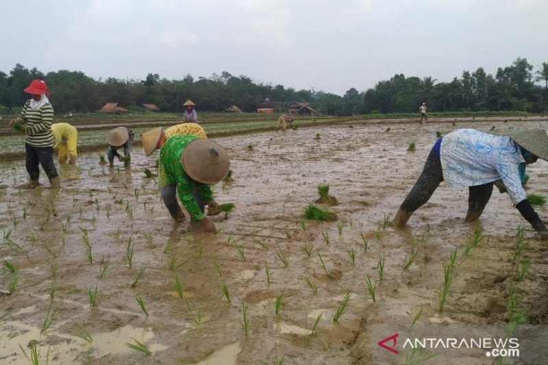 Musim gadu, 60 persen sawah di Kota Metro ditanami padi