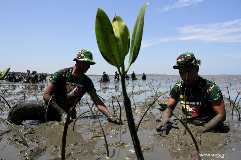 Tanam mangrove massal di Makassar