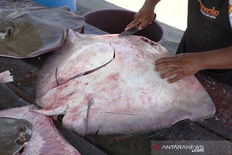 Warga Desa Bunglai Tangkap Ikan Pari Berbobot 200 Kg Antara News Papua