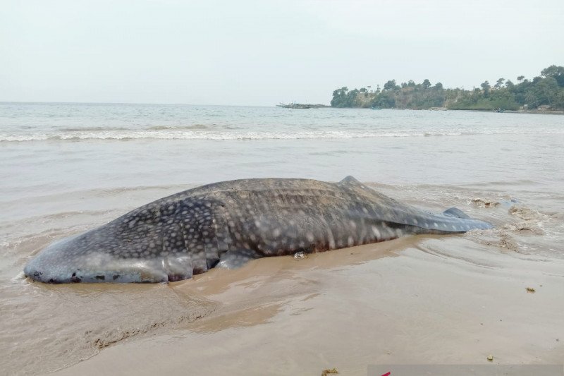 BPSPL Padang takes sample of Whale Shark strand in Pesisir Selatan