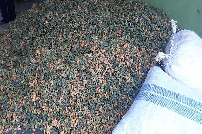 Harga biji melinjo di Lampung turun