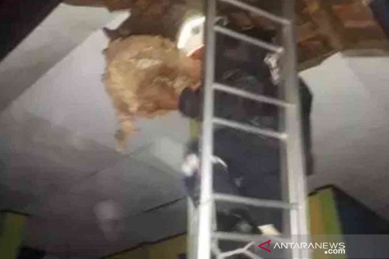 Tawon Ndas mengamuk tiga warga harus dirawat di rumah sakit