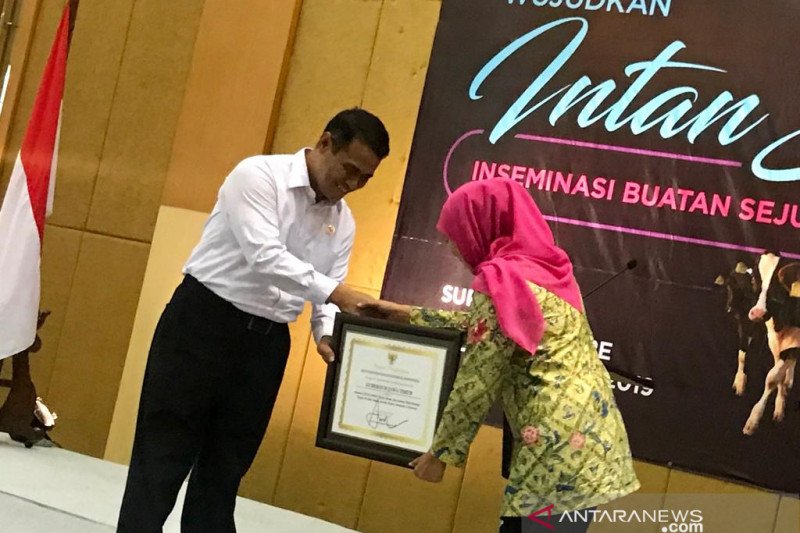 Mentan : Populasi sapi Indonesia meningkat lima juta