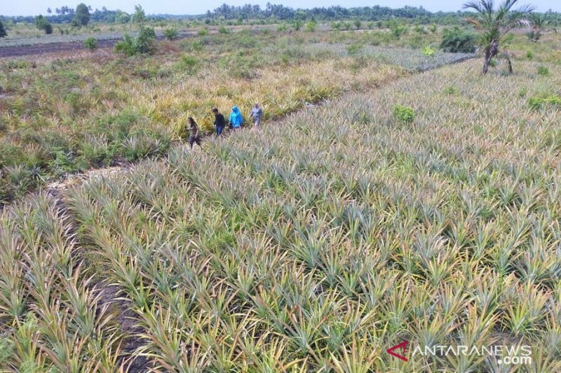 KLHK targetkan restorasi gambut 2 juta ha hingga 2030