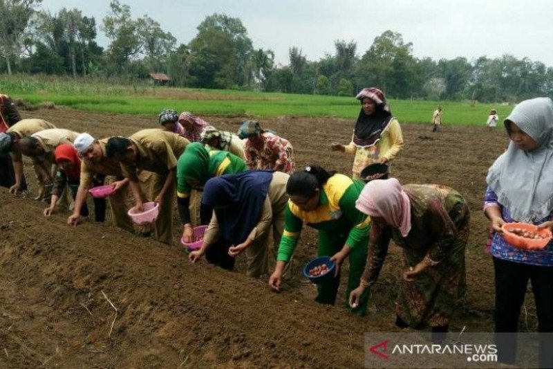 Bawang Merah dikembangkan di Tapanuli Selatan