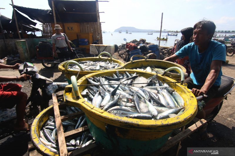 Musim padangan harga ikan naik