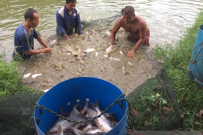 Omset Budidaya Ikan Patin XIII Koto Kampar capai 35-50 juta perbulan