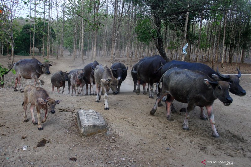 Kampung kerbau di Ngawi