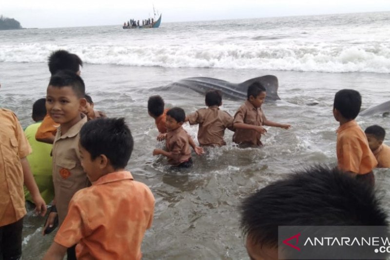 Hiu Tutul Terdampar di Pesisir Selatan
