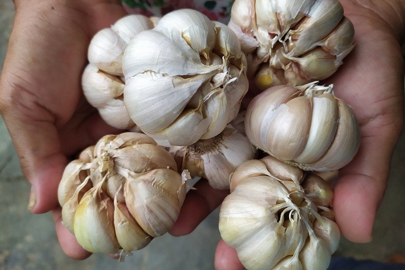 Bahan alami ini mampu lawan penyakit di musim pancaroba