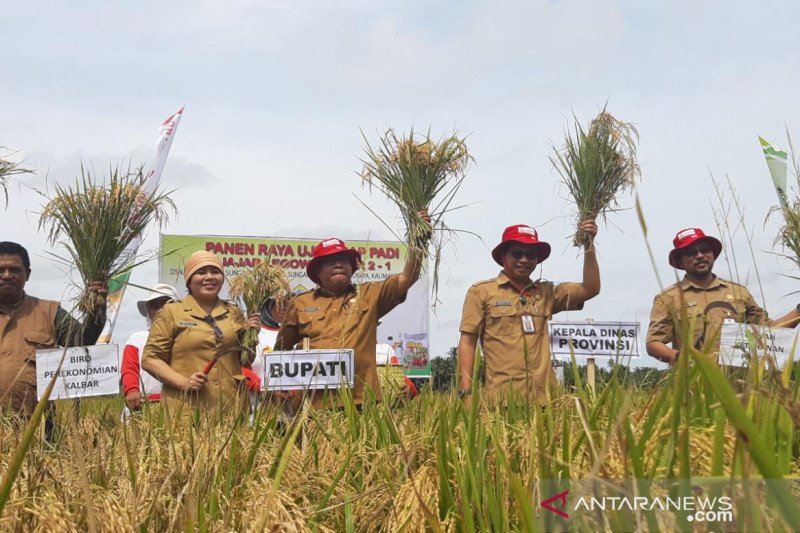 Kolaborasi mampu dorong peningkatan produktivitas padi KKR