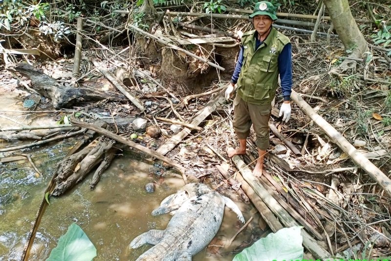 Buaya makin banyak berkeliaran di Sungai Mentaya